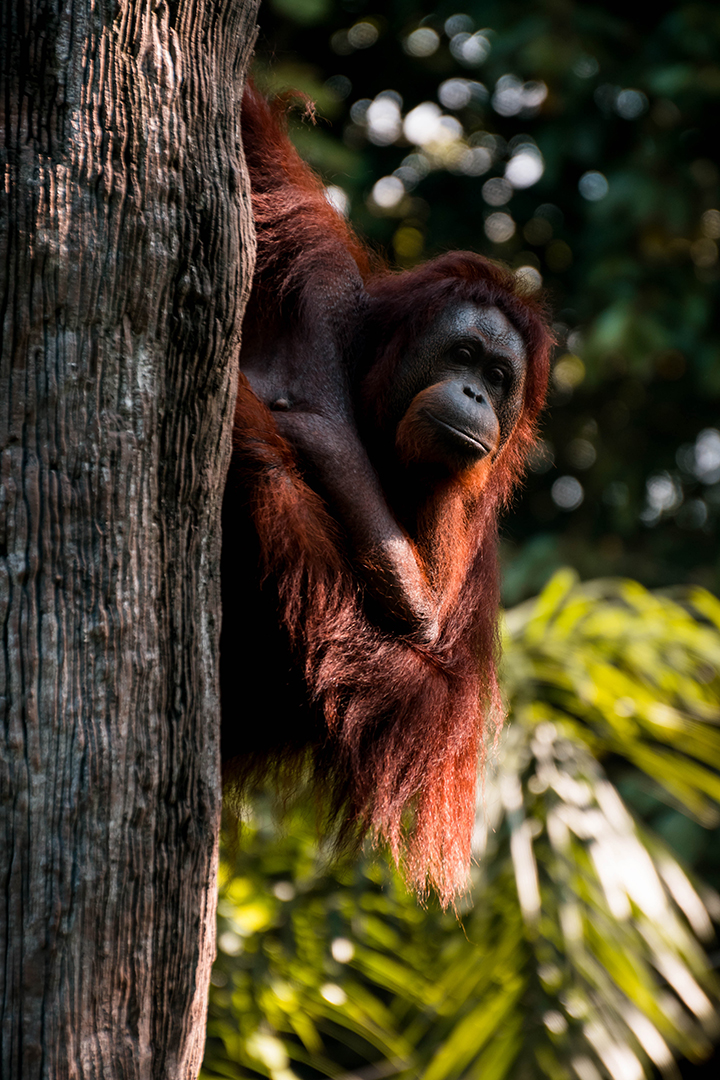 Siti’s Tanjung Puting-Indonesian Orangutan Tours and Klotok Trips (5) Extreme Sports Bike