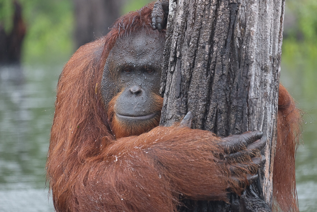 tanjung-puting-orangutan-klotok-boat-tours-independent-tour-guides (25)
